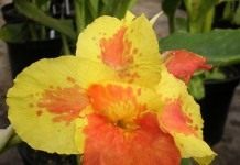 Канны холода не боятся - Цветник и ландшафт