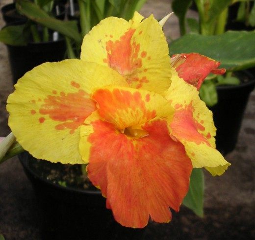 Канна (Canna)