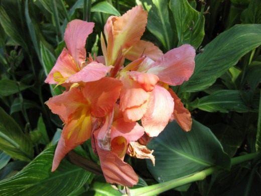 Канна (Canna)