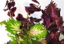 Артистичный и демократичный - Цветник и ландшафт