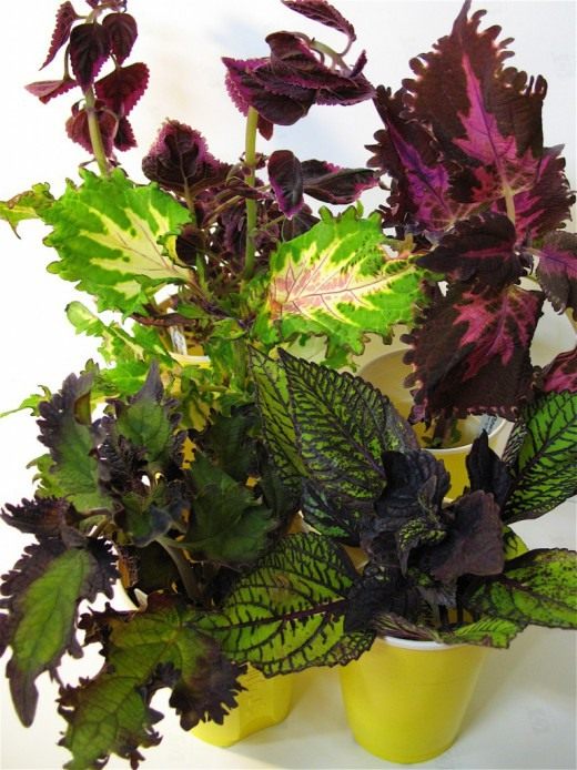 Колеус (Coleus)