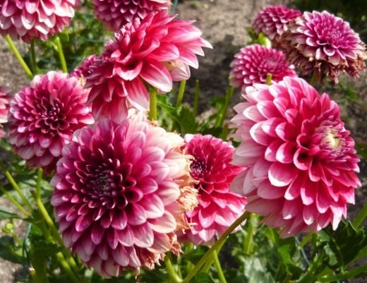 Георгина (Dahlia)