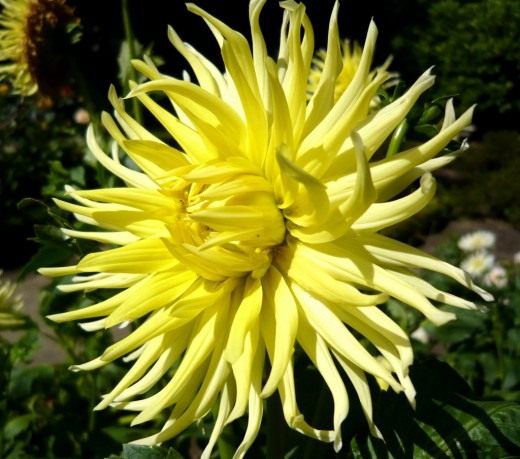 Георгина (Dahlia)