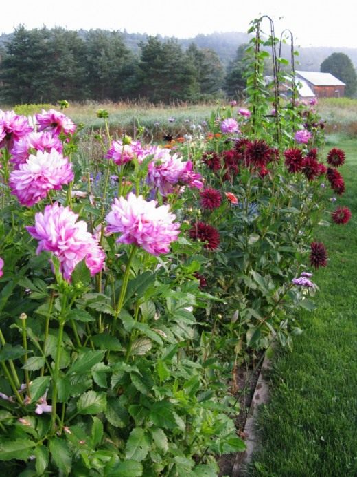Георгины (Dahlia)