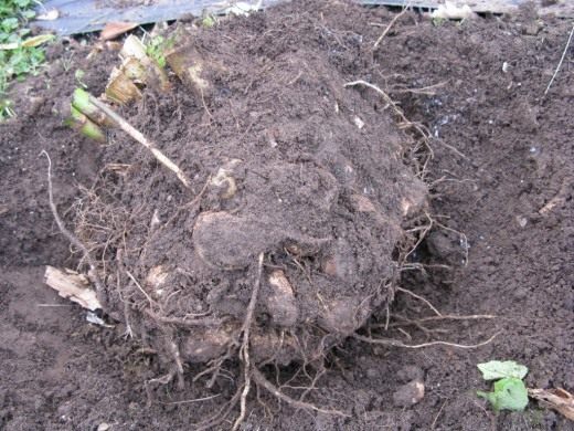 Георгины (Dahlia)
