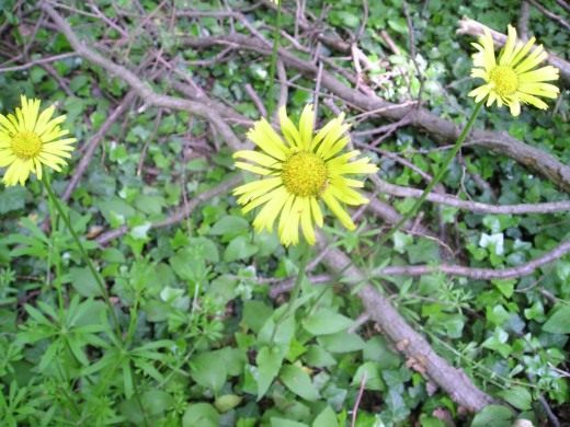 Дороникум подорожниковый (Doronicum Plantagineum)