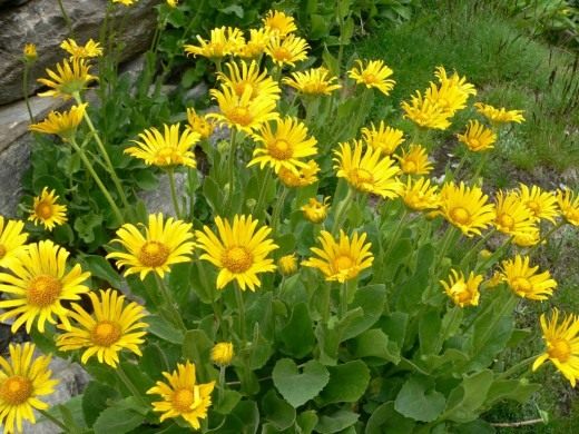 Дороникум, или Козульник (Doronicum)