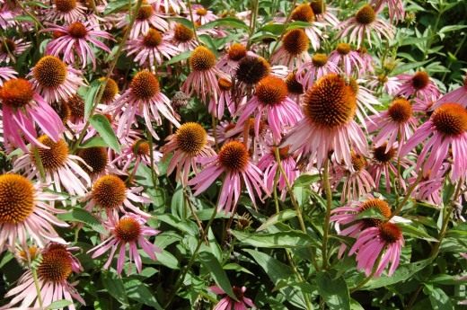 Эхинацея пурпурная (Echinacea purpurea)