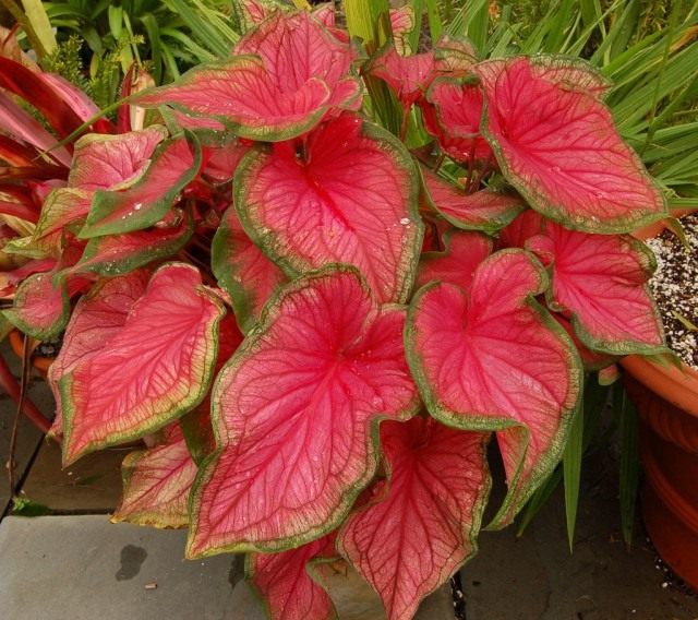 Каладиум (Caladium) Каладиум (Caladium)