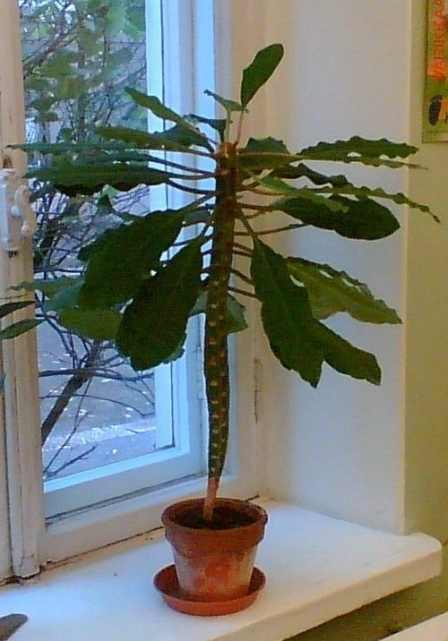 http://www.botanichka.ru/wp-content/uploads/2011/03/Euphorbia-leuconeura.jpg