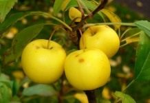 Яблоневое диво - Цветник и ландшафт