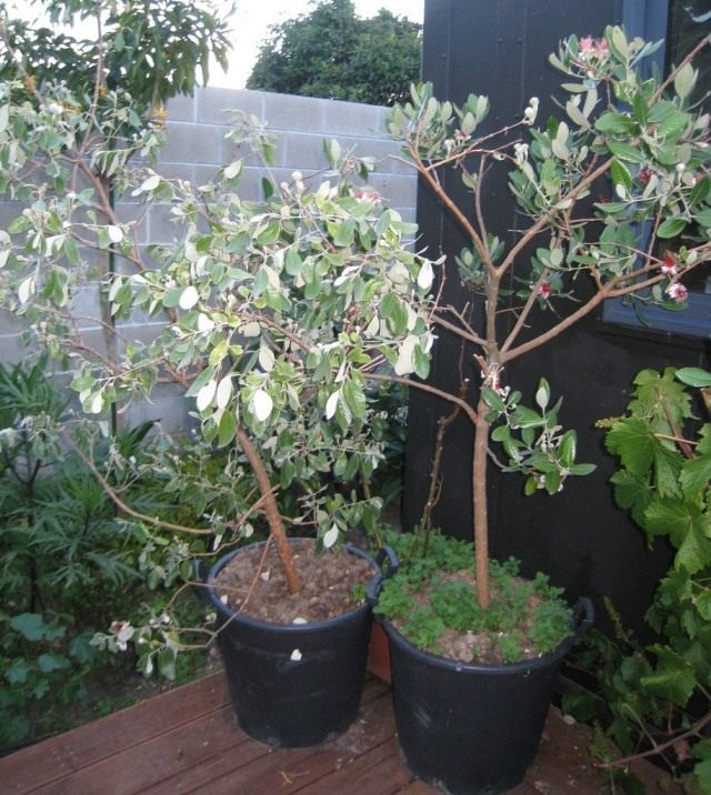 Фейхоа (Feijoa) Фейхоа (Feijoa)