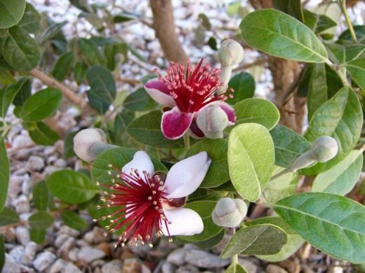 Фейхоа (Feijoa)