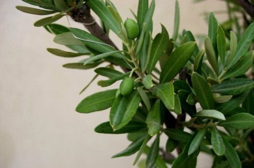 Листва и фрукты оливы (Foliage and fruit of the olive)