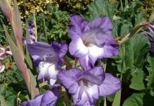 Правильная посадка гладиолусов - Цветник и ландшафт Гладиолус