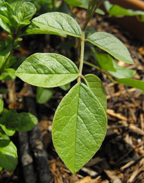 Солодка уральская (Glycyrrhiza uralensis)