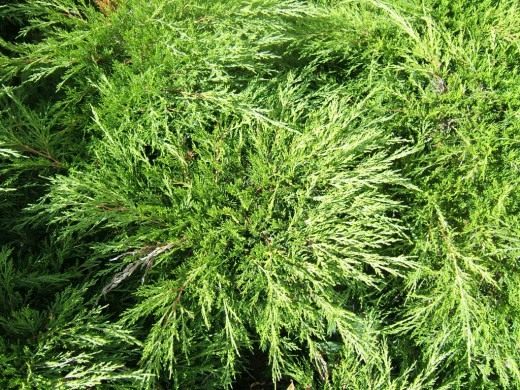 Можжевельник (Juniperus)