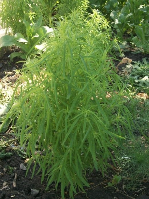 Кохия (Kochia)