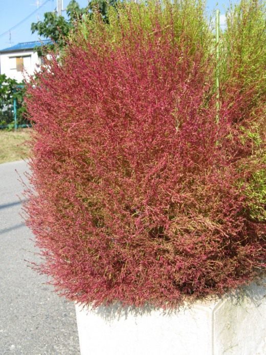 Кохия (Kochia)