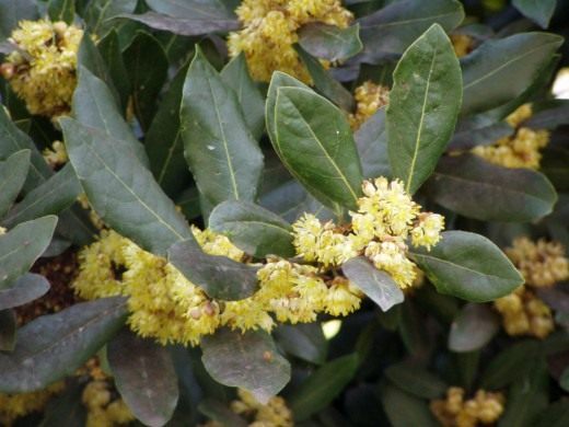 Лавр (Laurus)