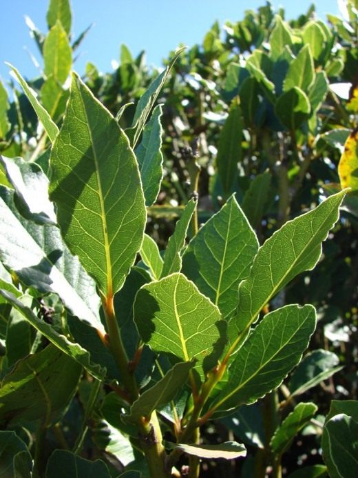 Лавр (Laurus)