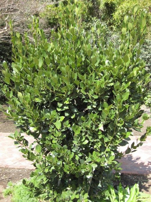 Лавр (Laurus)