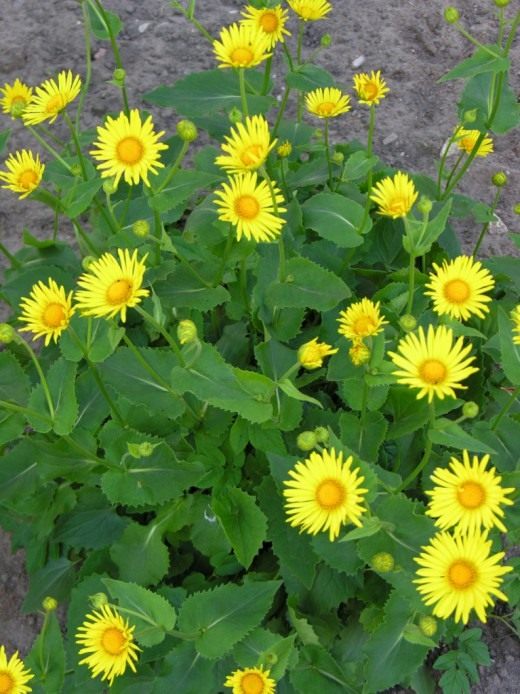 Дороникум восточный (Leopard's Bane)