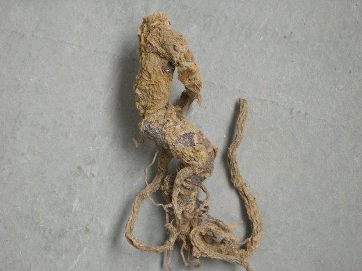 Корень Мандрагоры Корень Мандрагоры