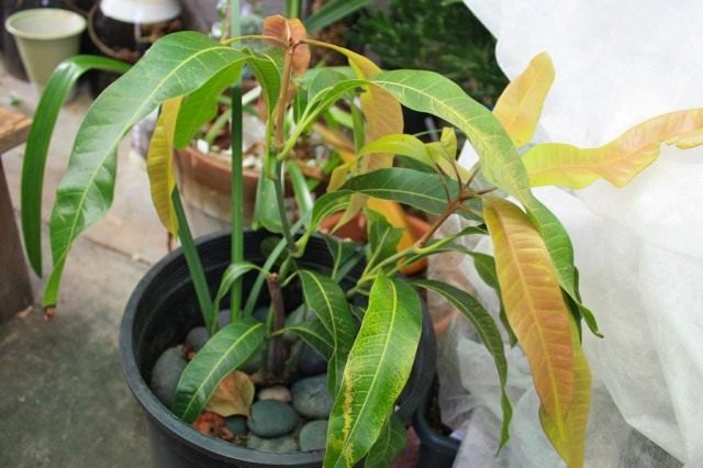 Манго, или Мангифера (Mangifera) Манго, или Мангифера (Mangifera)