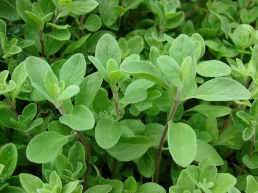 Майоран (Marjoram)