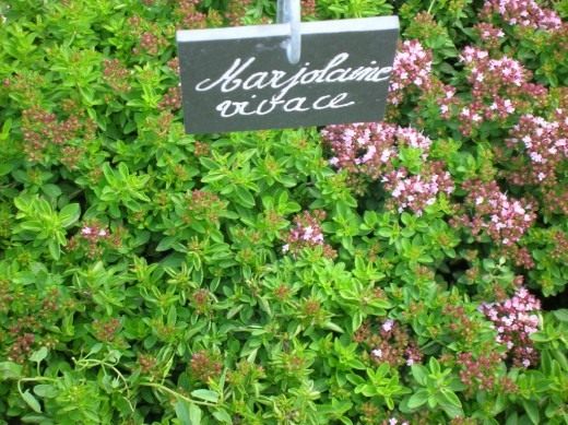 Майоран (Marjoram)