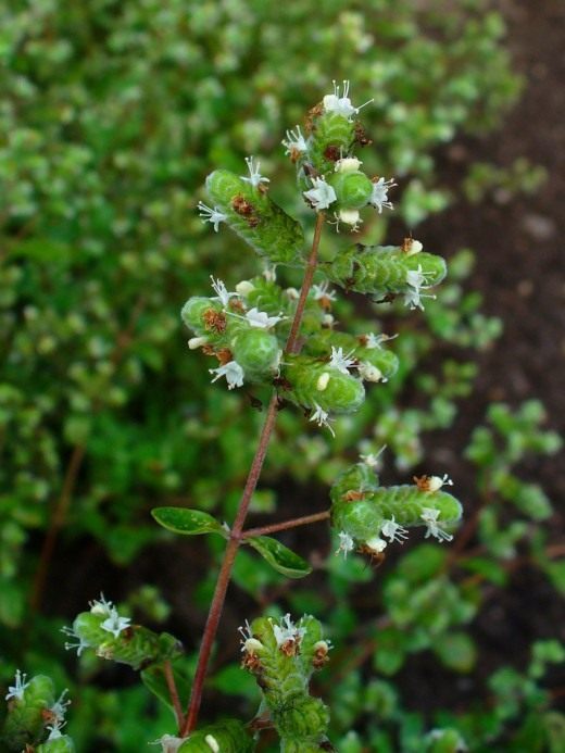 Майоран (Marjoram)
