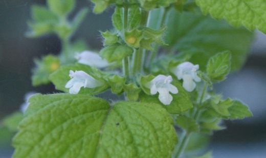 Цветы мелиссы лекарственной (Melissa officinalis)