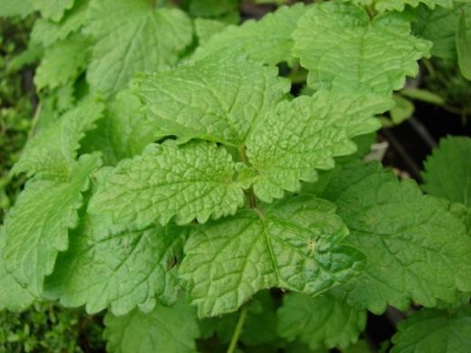 Мелисса лекарственная (Melissa officinalis)