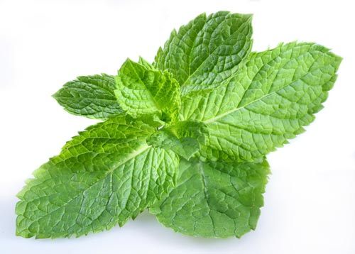 Мята (Mint)