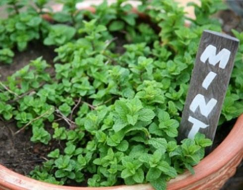 Мята (Mint)
