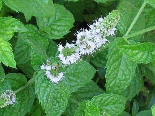 Мята (Mint)