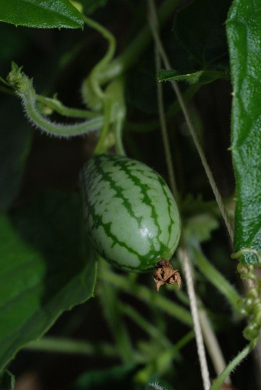Мелотрия шершавая или африканский огурец (Mouse melon)