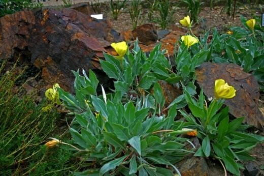 Ослинник двулетний, или Энотера двулетняя (Oenothera biennis)