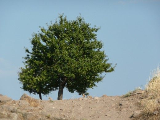Оливковое дерево (Olive Tree)