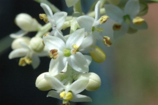 Цветы оливы (Olive flower)