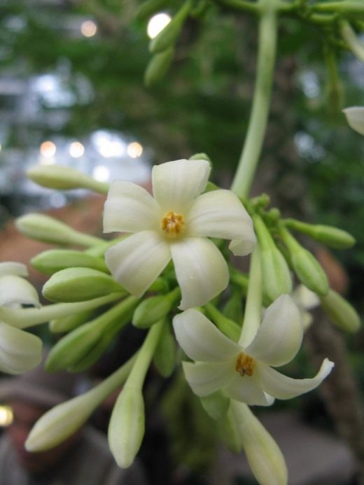 Папайя (Papaya)