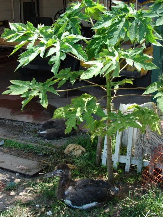 Папайя (Papaya)