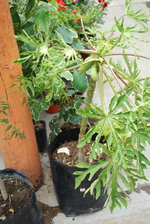 Папайя (Papaya)