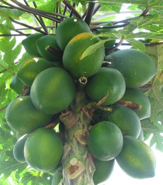 Папайя (Papaya)