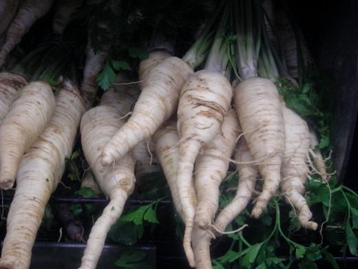 Петрушка корневая (Parsley root)