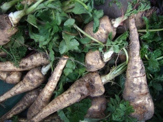 Петрушка корневая (Parsley root)