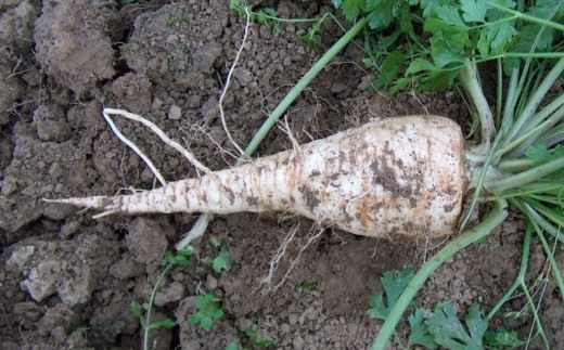 Петрушка корневая (Parsley root)