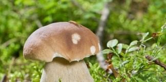 Белый гриб (Boletus edulis)