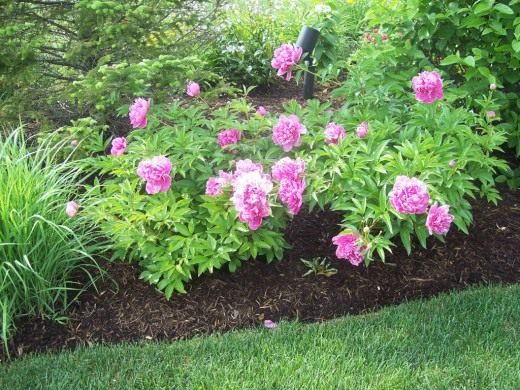 Пион (Peony)